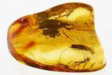 Detailed Fossil Click Beetle (Elateridae) in Baltic Amber #352698-1